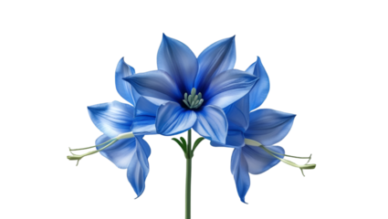 Single blue delphinium isolated on white background