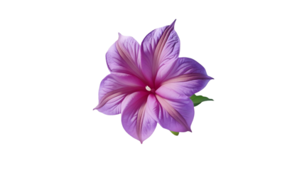 Single lobelia bloom isolated on white background