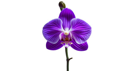 Single purple orchid in full bloom isolated on white background