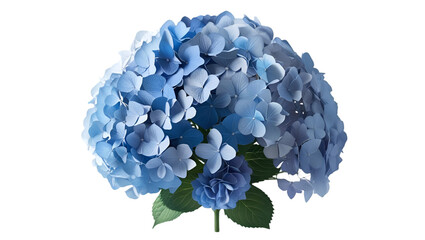 Single blue hydrangea cluster isolated on white background