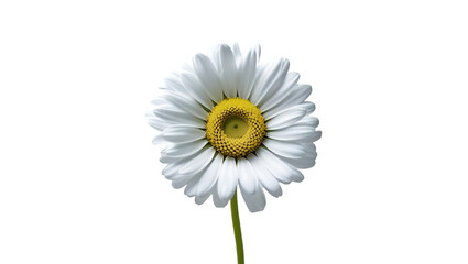 Single white daisy with yellow center isolated on white background