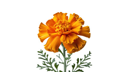 Single orange marigold with green leaves isolated on white background