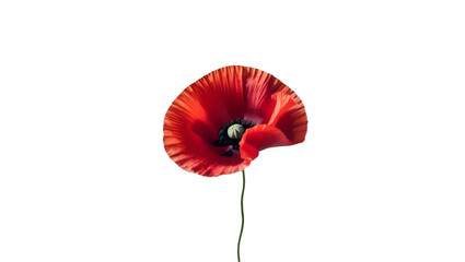 Single red poppy with black center isolated on white background