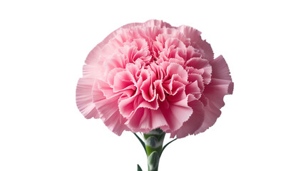 Single pink carnation with ruffled petals isolated on white background