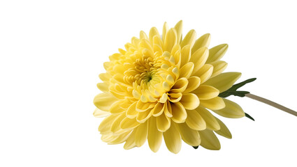 Single yellow chrysanthemum isolated on white background