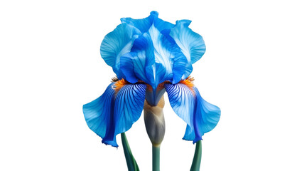 Single blue iris with curved petals isolated on white background