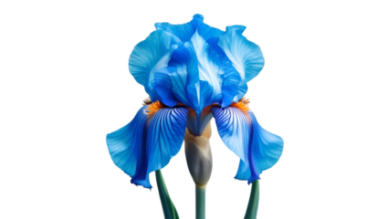 Single blue iris with curved petals isolated on white background