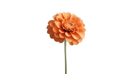Single orange zinnia isolated on white background