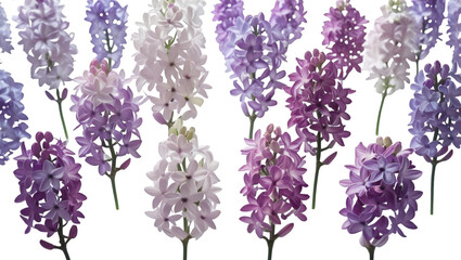 Single lilac bloom cluster isolated on white background