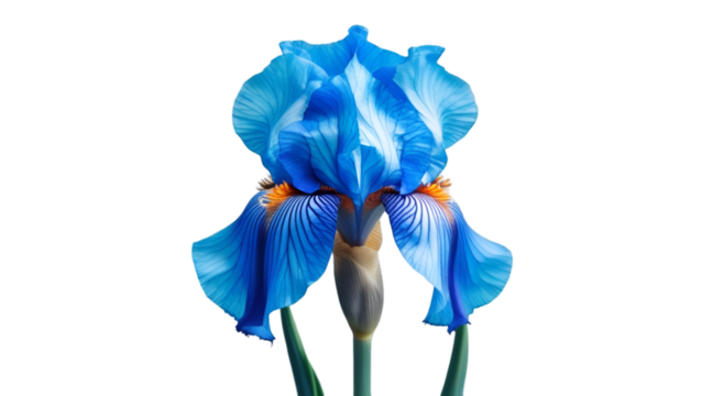 Single blue iris with curved petals isolated on white background