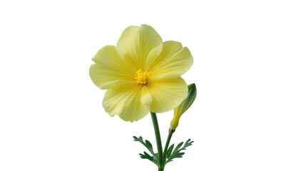Single yellow primrose isolated on white background