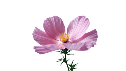 Single pink cosmos isolated on white background