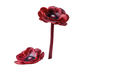 Single red anemone isolated on white background