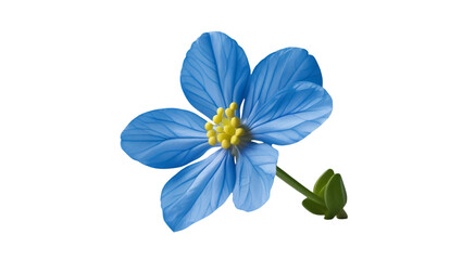 Single forget-me-not isolated on white background