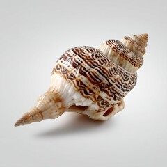 Detailed close-up of a unique sea shell with intricate patterns, isolated on pure white background 