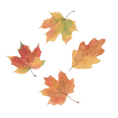 Obraz premium Watercolor illustration of four autumn leaves representing back-to-school season and Knowledge Day, isolated on white background