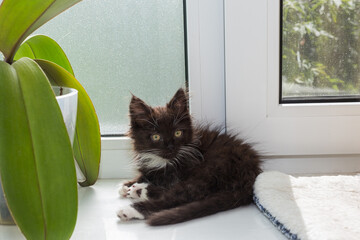Small, black kitten is lying on the windowsill