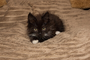 Small, angry, black kitten is lying on the bed