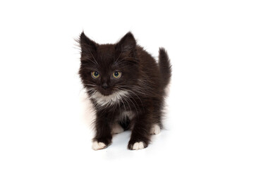 Cute black kitten, mongrel