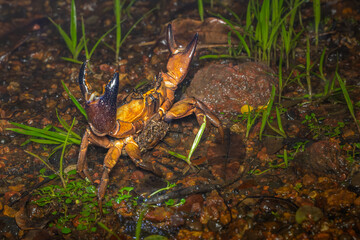 Gigantic Brown crab with babies, Phansad, Maharashtra, India