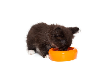 Small kitten eats from an orange bowl
