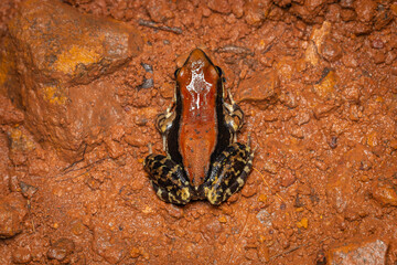 Fungoid frog, Hylarana malabarica, Phansad, Maharashtra, India