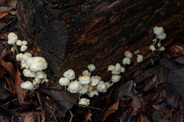 Panaeolus Cyanescens, mushroom, maharashtra, India