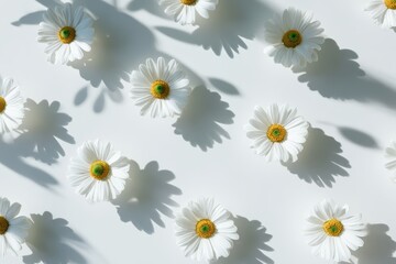Delicate chamomile flower pattern showcasing a soft aesthetic against a light background with natural shadows highlighting the floral arrangement