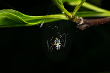 Pear Shaped Leucauge Spider, Phansad, Maharashtra, India