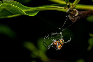 Pear Shaped Leucauge Spider, Phansad, Maharashtra, India