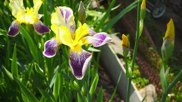 Close-up of a beautiful iris in a sunlit garden. Vibrant cultivated flower on a bright day.