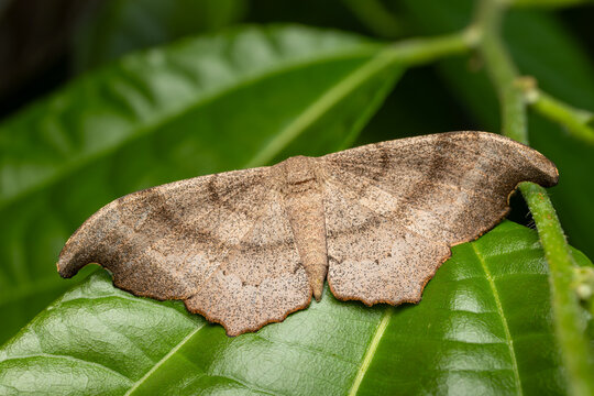 Hyposidra talaca or Black looper or black inch worm, phansad, India, Western Ghats