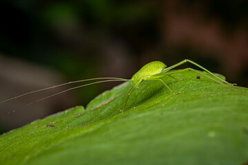 Bush crickets, leaf catydids, Phansad, Maharashtra, India