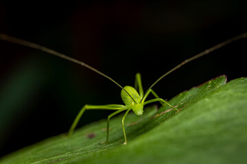 Bush crickets, leaf catydids, Phansad, Maharashtra, India