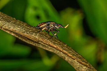 Fulgorids 2nd instar nymphs kalidasa lanternfly, Phansad, Maharashtra, India