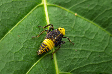 Coelidiinae, leaf, hopper, Phansad, Maharashtra, western Ghats, India