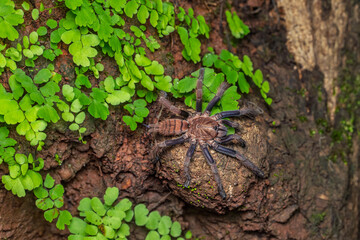 Indian Violet Tarantula closeup, Phansad, Maharashtra, India 
