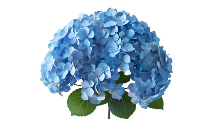 Obraz premium Single Blue Hydrangea Cluster Isolated on White Background