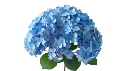 Single Blue Hydrangea Cluster Isolated on White Background