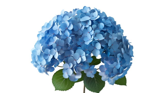 Single Blue Hydrangea Cluster Isolated on White Background