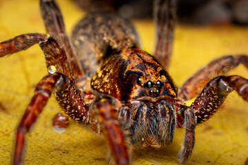 Wolf spider, Phansad, Maharashtra, western Ghats, India