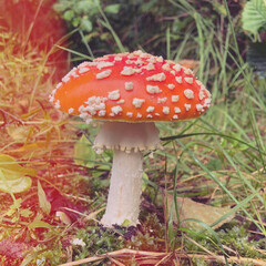 fly agaric mushroom