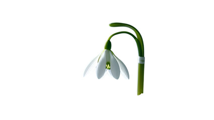 Single White Snowdrop Isolated on White Background