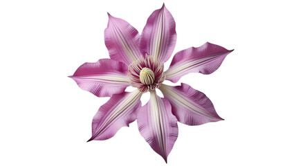 Single Clematis Bloom Isolated on White Background