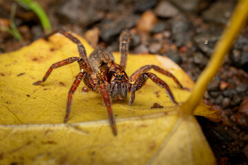 Wolf spider, Phansad, Maharashtra, western Ghats, India