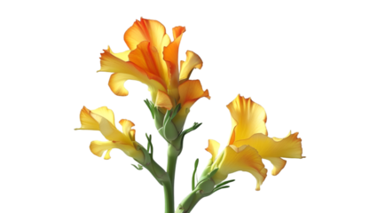 Single Snapdragon Bloom Isolated on White Background