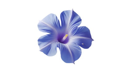 Single Morning Glory Isolated on White Background