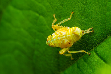 leaf hopper, phansad, maharashtra, western ghats, india