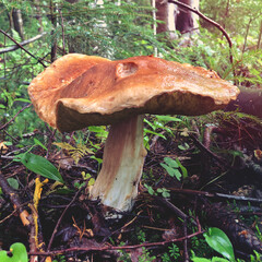 mushroom in the forest