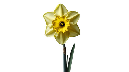 Obraz premium Single Daffodil with Yellow Center Isolated on White Background